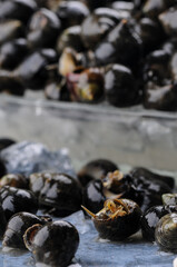 live sea snails on a gray background macro photo