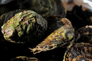 oysters in sunlight macro photo