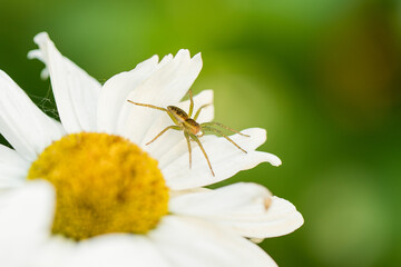 A spider on a chamomile flower in the garden.