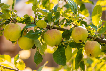 Ripe apples on apple tree in summer day. Organic fruit in the orchard garden close-up.