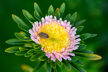 A small beetle on an aster flower.