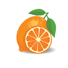 Fresh citrus whole and halves vector