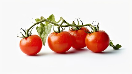 Three tomato plants grow against a white background.