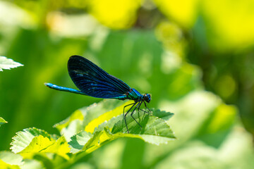  Dragonflies in the river of The Blue eye, a natural phenomenon in the mountains of southern Albania
