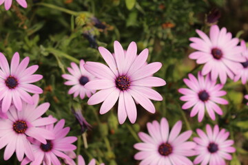 Obraz premium Bright Lights daisybushes aka African daisies (Osteospermum) bush with a single bloom centred