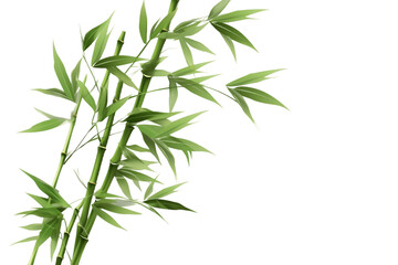 Naklejka premium Whispers of Bamboo Leaves Isolated on Transparent Background. Generative AI