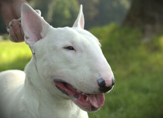 Portrait of a white English Bull Terrier