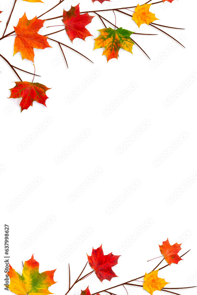 Wall mural autumnal maple leaves on a white background with space for text. top view, flat lay