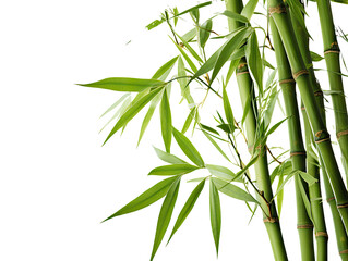 Detailed Bamboo Stalks