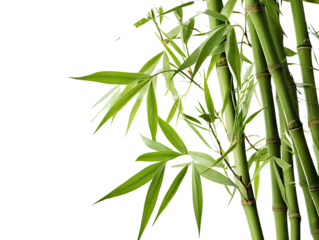 Gordijnen Detailed Bamboo Stalks © dasom