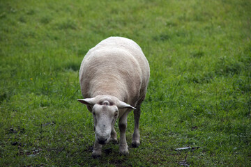 Weideschaf in Irland