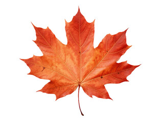 Naklejka na ściany i meble Detailed Maple Leaf