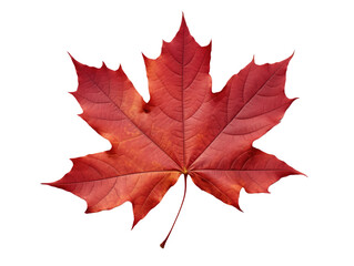 Detailed Maple Leaf