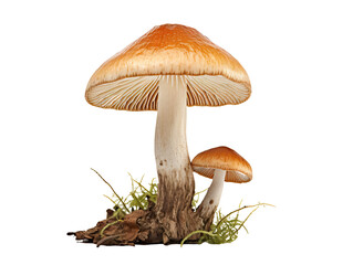 Detailed Mushroom Cap
