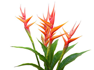 Detailed Heliconia Flower