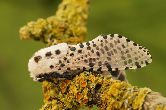 Detailed closeup on the Leopard Moth, Zeuzera pyrina, sitting on a lichen covered twig
