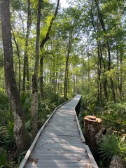 path in the woods