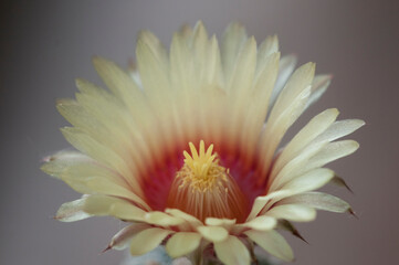 Flowering cactus from Astrophytum family, close-up shot