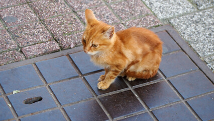  Staring Golden Little Kitten  STREET CAT -orange kitten. Cute pet, animal friendship. hungry cat, need a food to eat (ex: fish, mouse, etc) and drinking water.