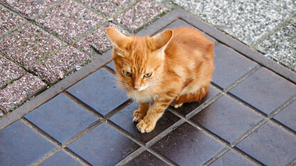  Staring Golden Little Kitten  STREET CAT -orange kitten. Cute pet, animal friendship. hungry cat, need a food to eat (ex: fish, mouse, etc) and drinking water.
