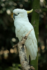 white cockatoo on branch © Riadi