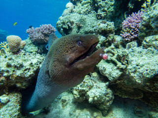 Large black moray in the coral reef of the Red Sea