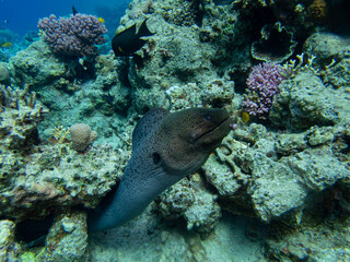 Large black moray in the coral reef of the Red Sea