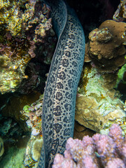 Large black moray in the coral reef of the Red Sea