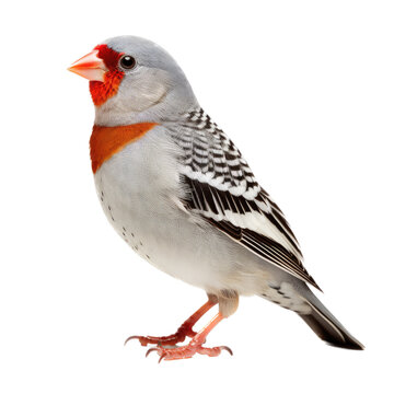 a Zebra Finch standing, in an isolated and transparent PNG in a Nature-themed, photorealistic illustration. Generative ai