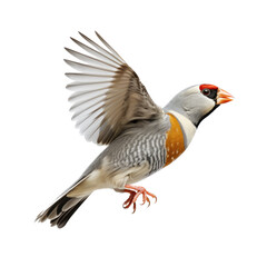 a Zebra Finch Taeniopygia guttata castanotis, in-flight in a Nature-themed, illustration in a PNG, cutout, and isolated. Generative ai