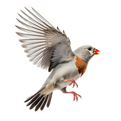 Obraz premium a Zebra Finch Taeniopygia guttata castanotis, in-flight in a Nature-themed, illustration in a PNG, cutout, and isolated. Generative ai