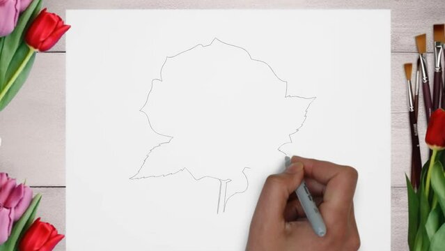 Hand Drawing Line art Painting a Rose flower close view footage.
