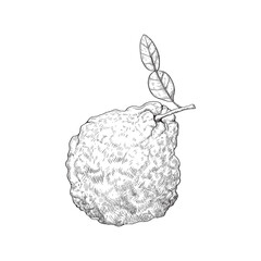 Kaffir lime fruit, bumpy sketch bergamot, seasoning for Asian cuisine. Recipe icon.