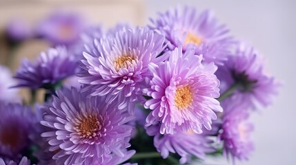 Obraz premium Purple chrysanthemum flowers on a white background