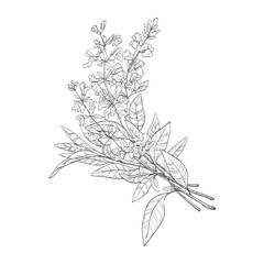 Sage sprigs with flowers sketch. Ink illustration of sage for packing candles or soap