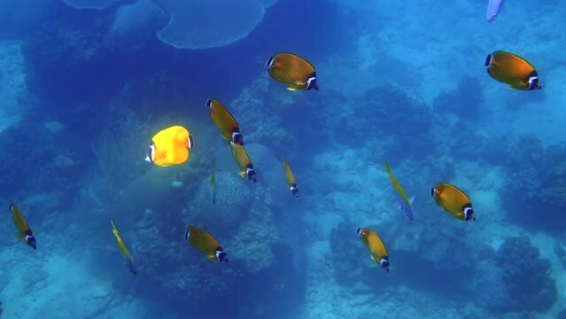 Dive underwater reef, colony of butterflyfish gracefully moves through the vibrant coral. Discover the exotic beauty of marine life.