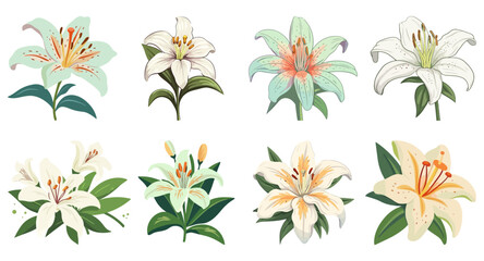 Fototapeta na wymiar Lily Flower Hand Drawn Illustration, Decorative Elements Set
