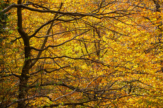 The beech forest in autumn in the Grevolosa forest in the province of Girona in Catalonia Spain