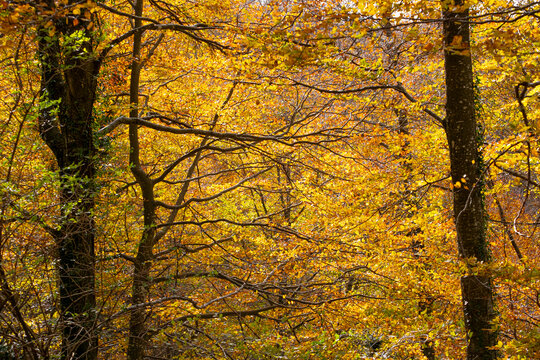 The beech forest in autumn in the Grevolosa forest in the province of Girona in Catalonia Spain