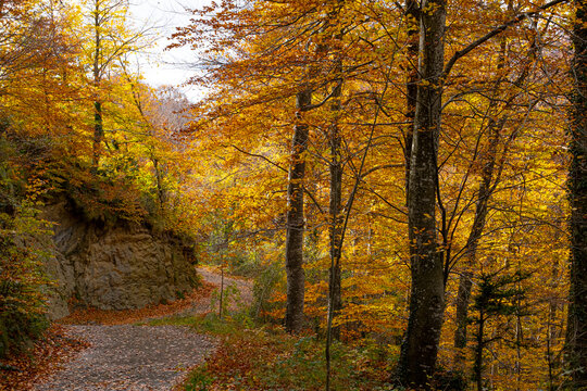 The beech forest in autumn in the Grevolosa forest in the province of Girona in Catalonia Spain