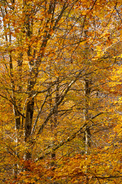The beech forest in autumn in the Grevolosa forest in the province of Girona in Catalonia Spain
