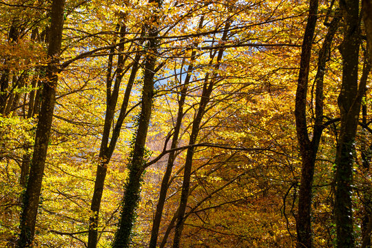 The beech forest in autumn in the Grevolosa forest in the province of Girona in Catalonia Spain