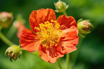 On a hot summer day, an orange Geum flower shown close up on a green background. A summertime image of a crimson petalled avens garden flower in bloom.