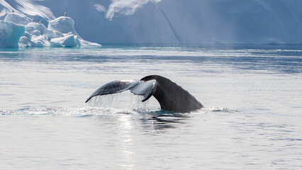 Humpback whale tail out of the water dripping water drops in the arctic ocean with glaciers and...