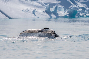 Humpback whale tail out of the water dripping water drops in the arctic ocean with glaciers and icebergs around, in Greenland