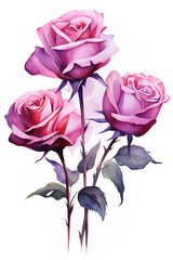 three beautiful red roses are drawn on a white background, bold colors, heavy brushstrokes, graphic arrangements, gouache, dark pink and red, illustration,