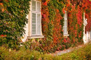 wall with old wooden windows and colorful creeper leafs autumn season Vienna Austria