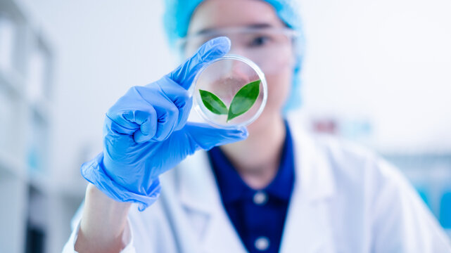 Focused female scientist in laboratory hold plant leaf sample for analysis on biochemistry and biology, a testament in medical botanical research discovery and experiment in chemistry and microbiology