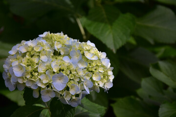 Flor Blanca