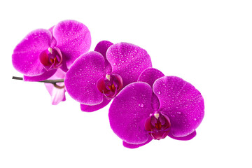 Branch of beautiful violet Phalaenopsis orchid isolated on white